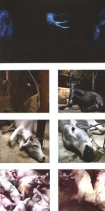 Created the video installation In a Blur of Desire