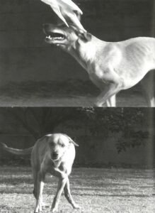 Created the video and photograph piece Some unexpected events sometimes bring momentary happiness Afterwards, regret rises in our memory even for bygone hardships