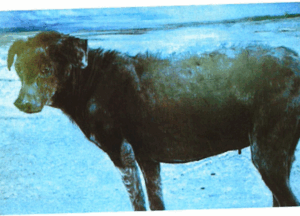 Created the artwork หมาแม่ดำ