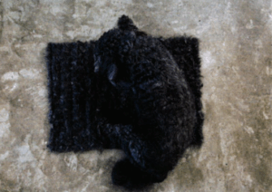 Created black and white photograph Hair’s Function