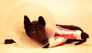 Created the Digital pigment print Ngab